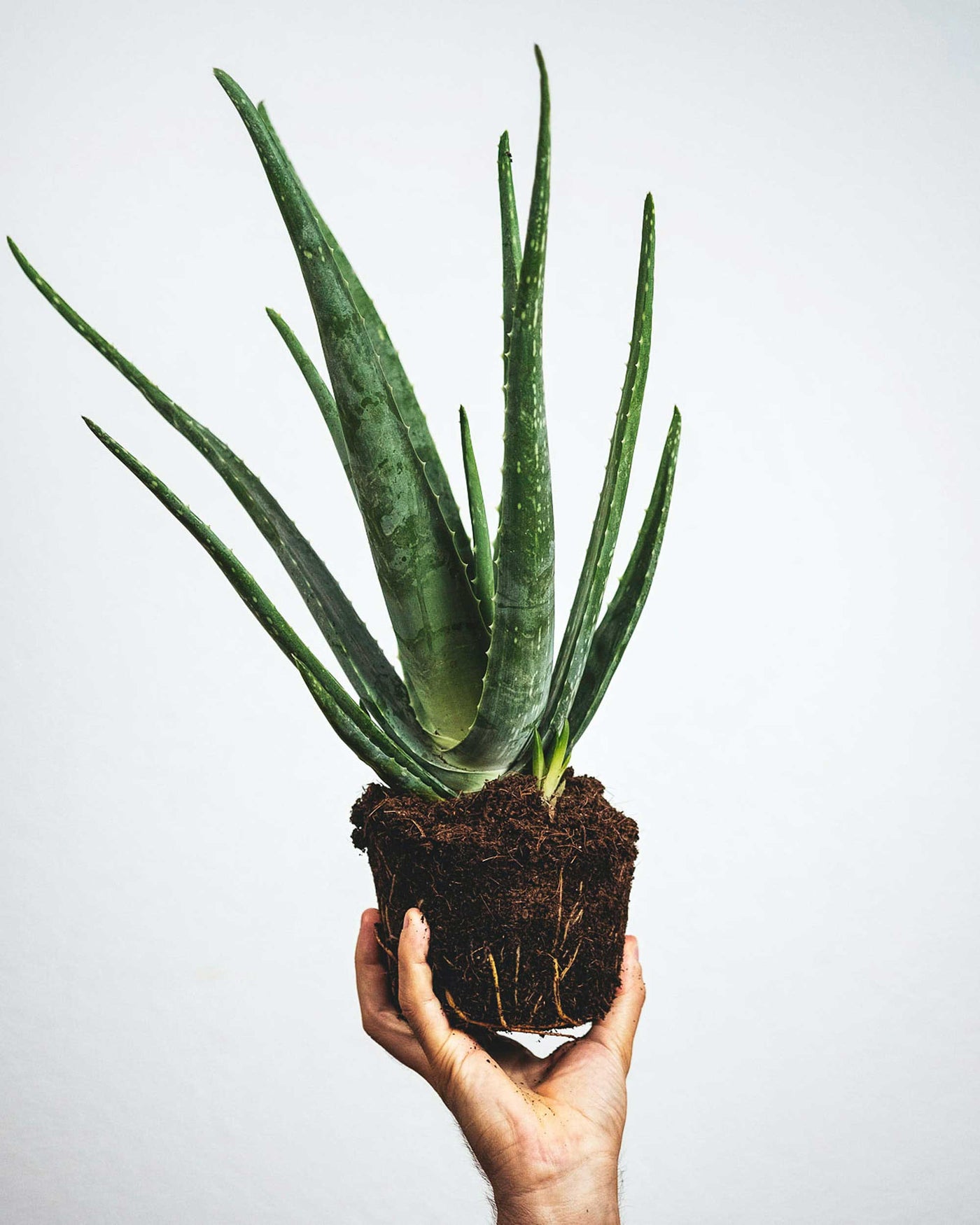 Aloe vera pour les cheveux : bienfaits et comment l'utiliser