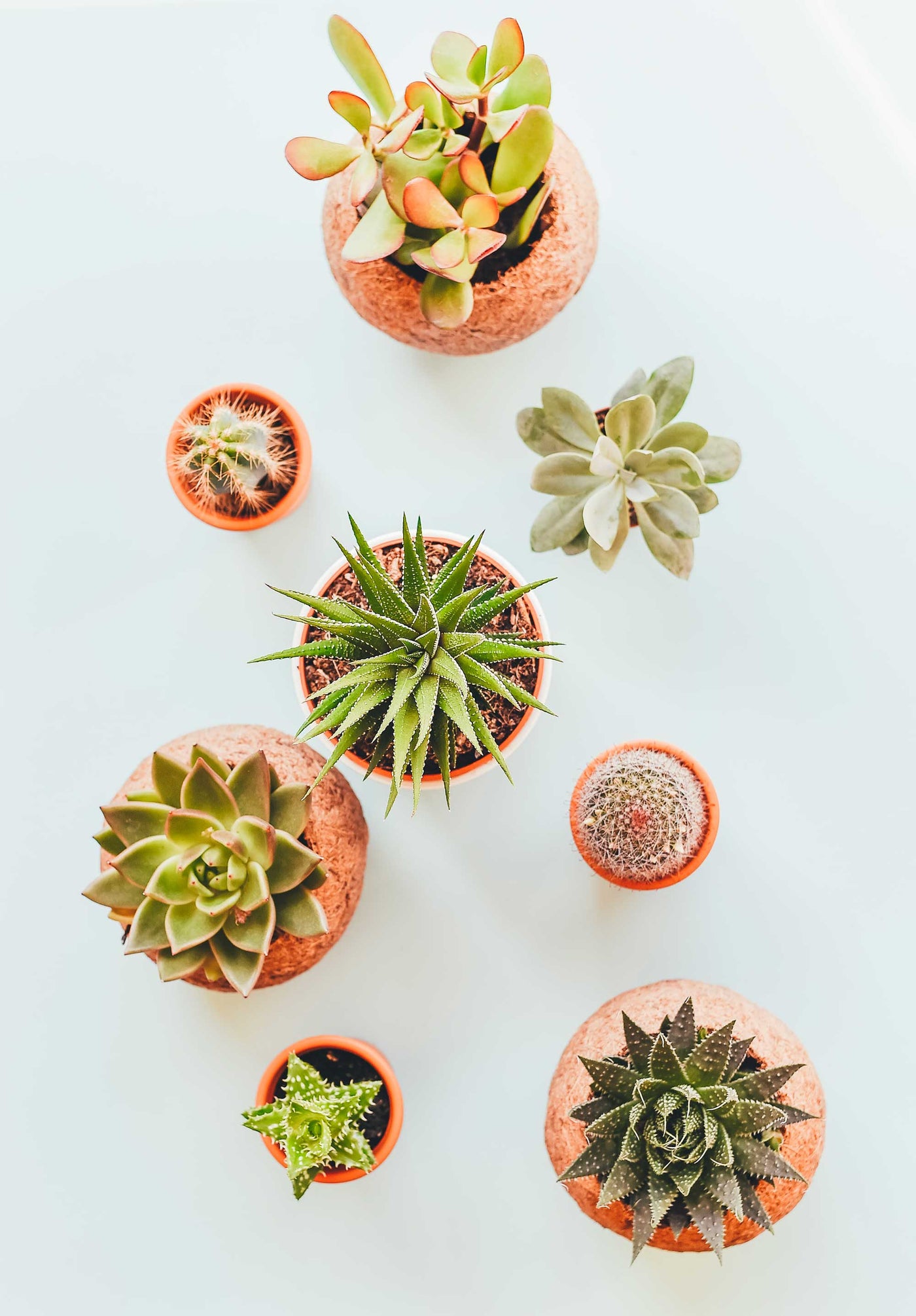 Les bienfaits des plantes d'intérieur