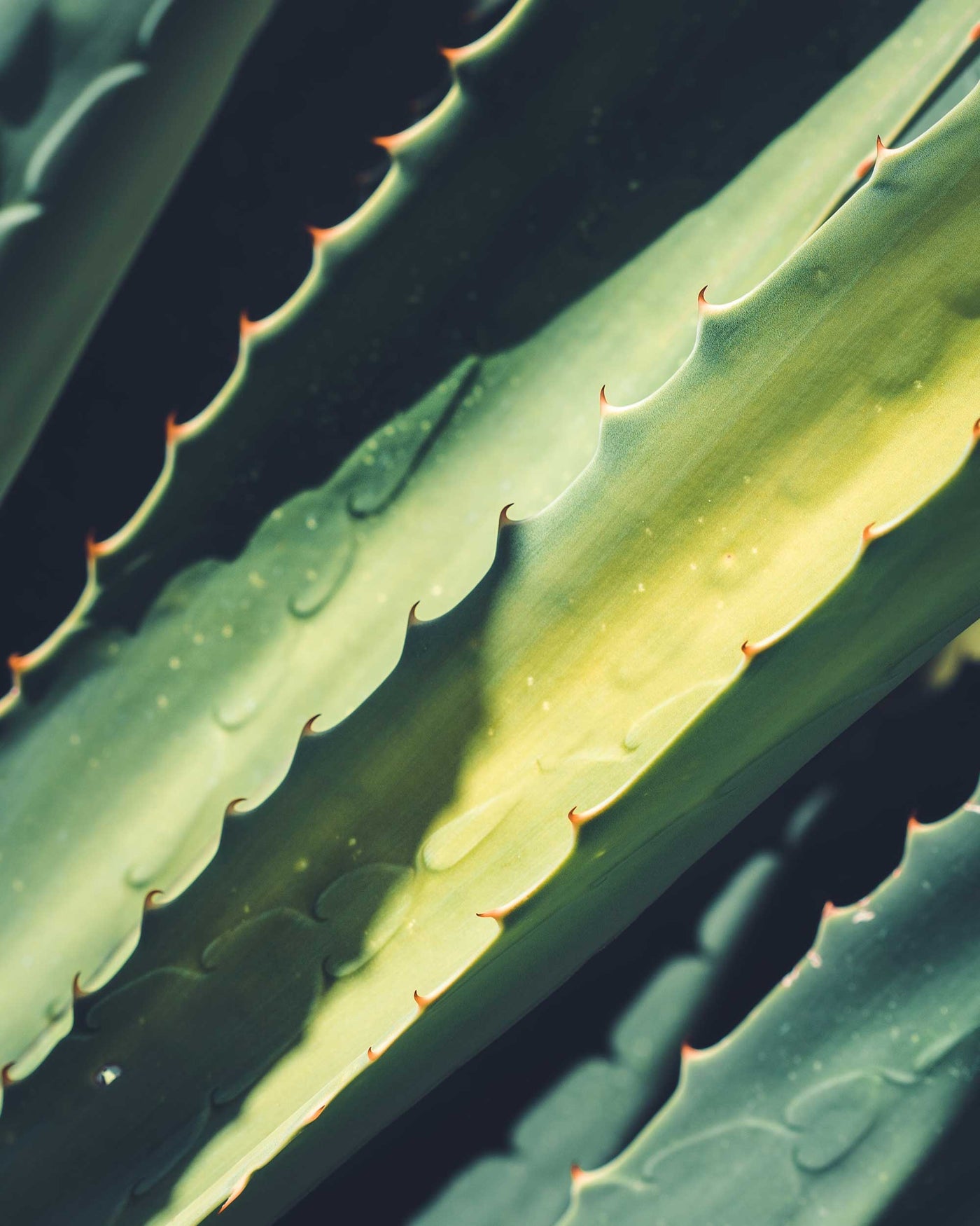 Les secrets de l'Aloe Vera